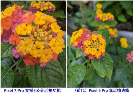 Pixel 7 Pro 近拍對焦可捕捉3公分距離的物體，花瓣上的細(xì)小螞蟻能犀利捕捉入鏡。